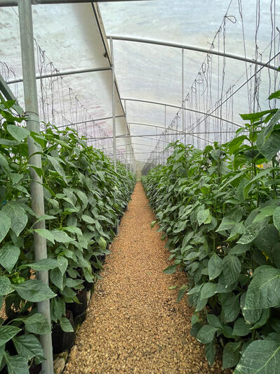 Our Sweet Peppers coming along nicely.