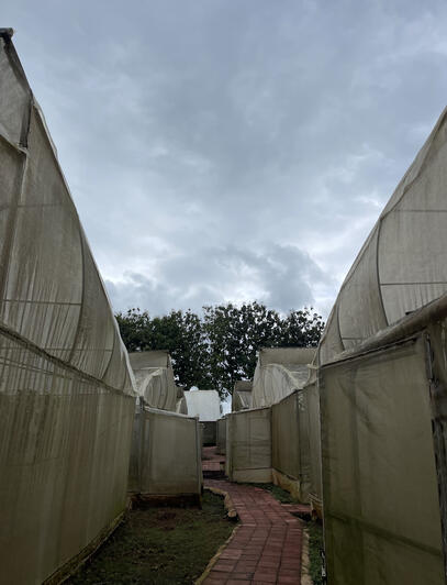 A view of our Greenhouse walkway.
