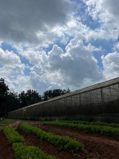 Outdoor herb plantation