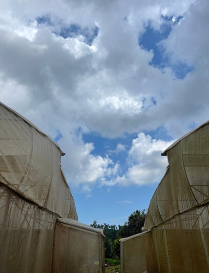 A view of our greenhouses