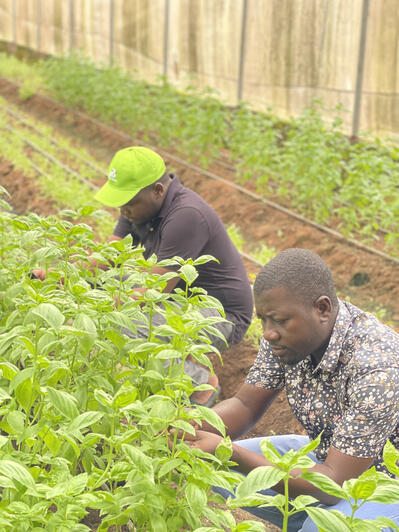 Our highly experienced agronomists making sure our clients get the best produce from our farm