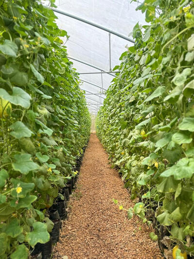 Our Sweet Melons growing steadily